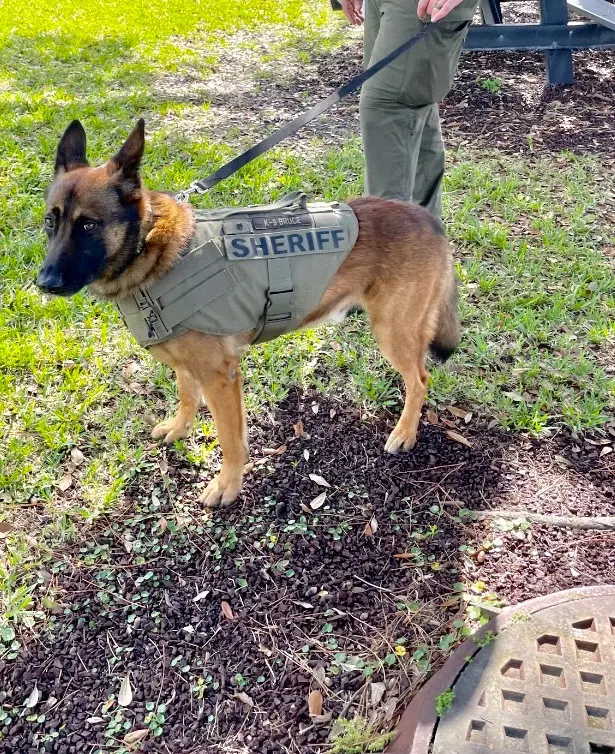 Sheriff K9